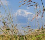 received_4258530634266747-1000